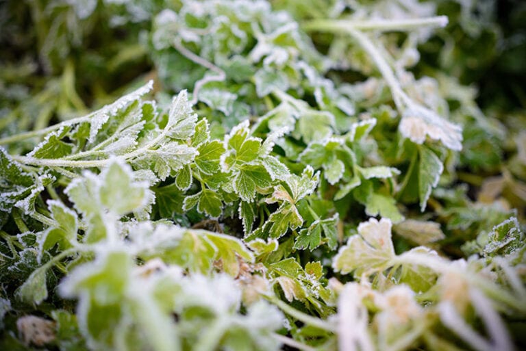 Frozen Parsley Leaf