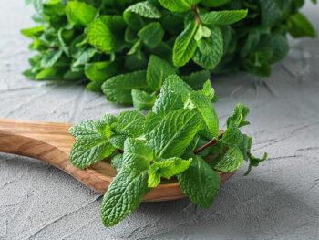 How To Store Fresh Mint