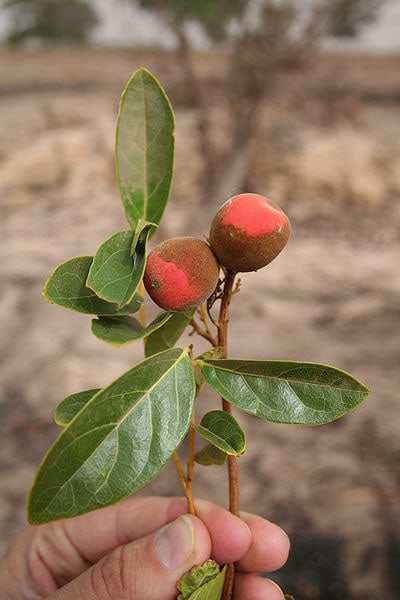 Icacina Senegalensis