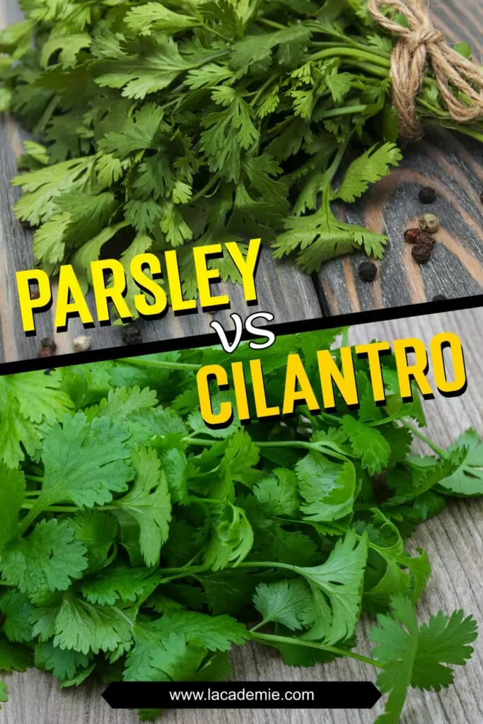 coriander vs parsley