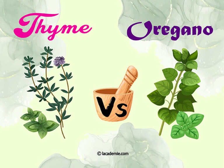Thyme Vs. Oregano Greatest Guide on Aromatic Herbs 2024