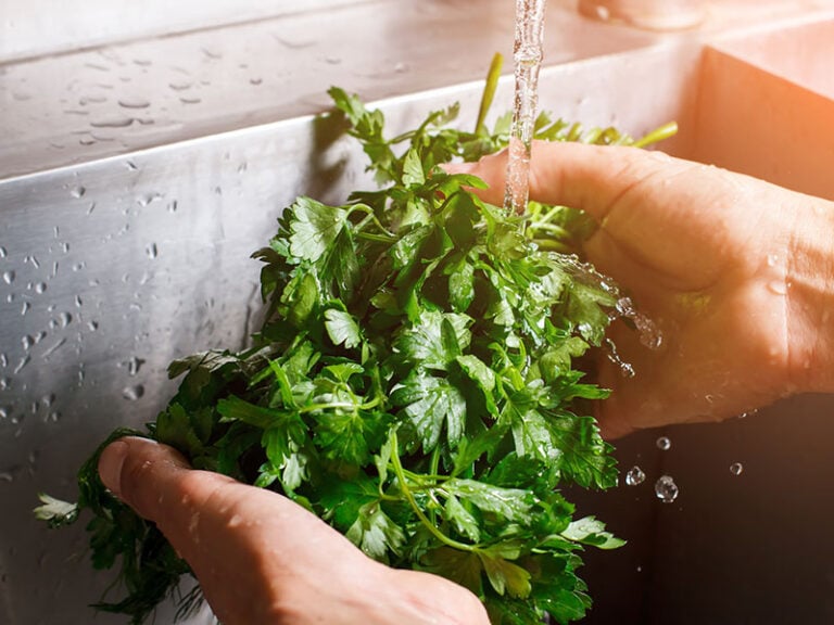 Washing Parsley Under Flow