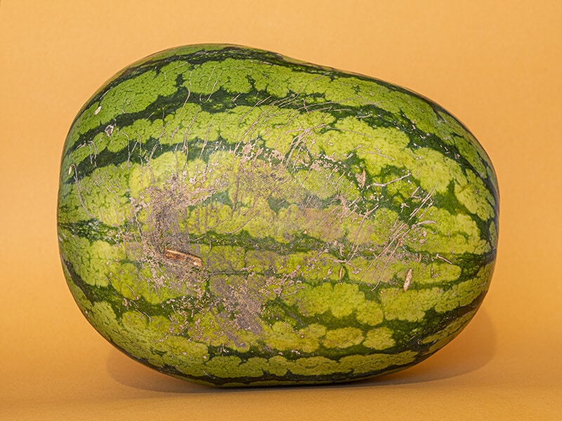 Watermelon Webbing