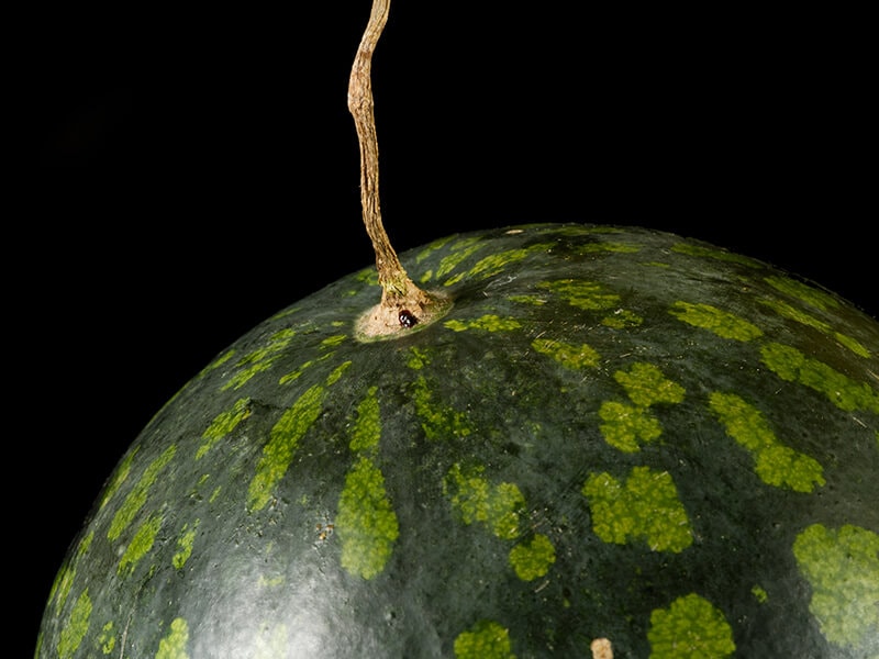 Watermelon with Dry Stem