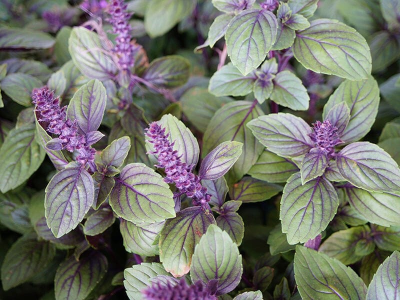 African Blue Basil