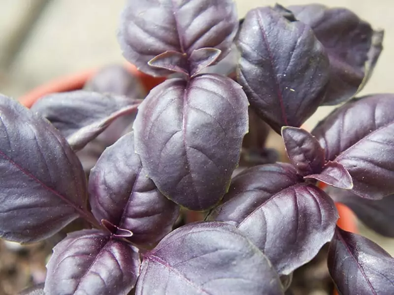 Amethyst Basil