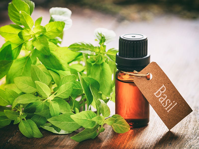 Basil Essential Oil Fresh