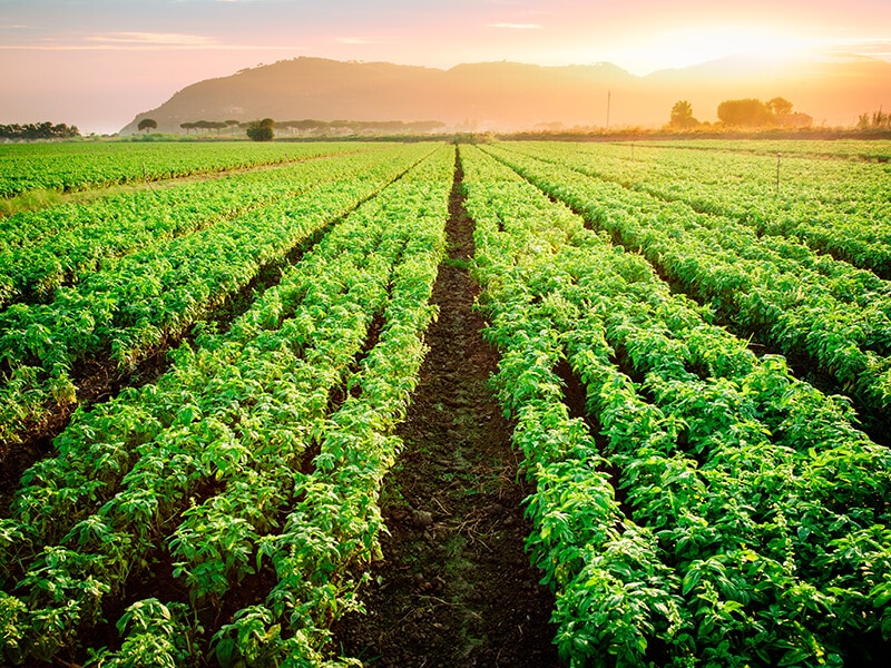 Basil Field