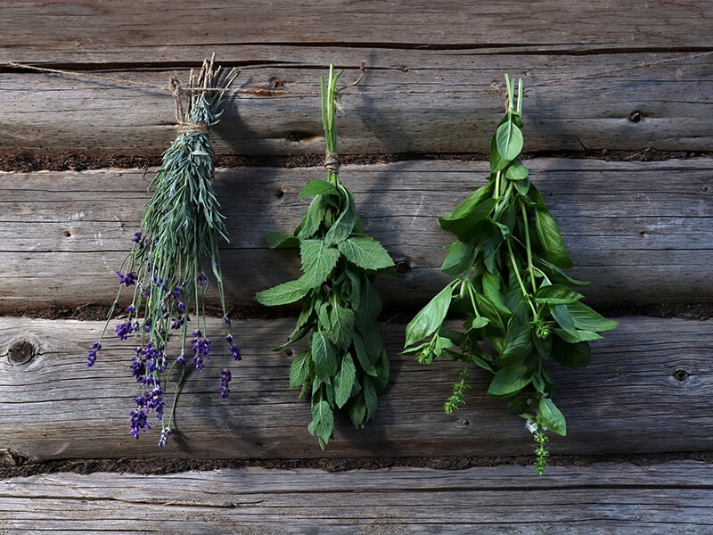 Basil Herbs in Bunches Hang