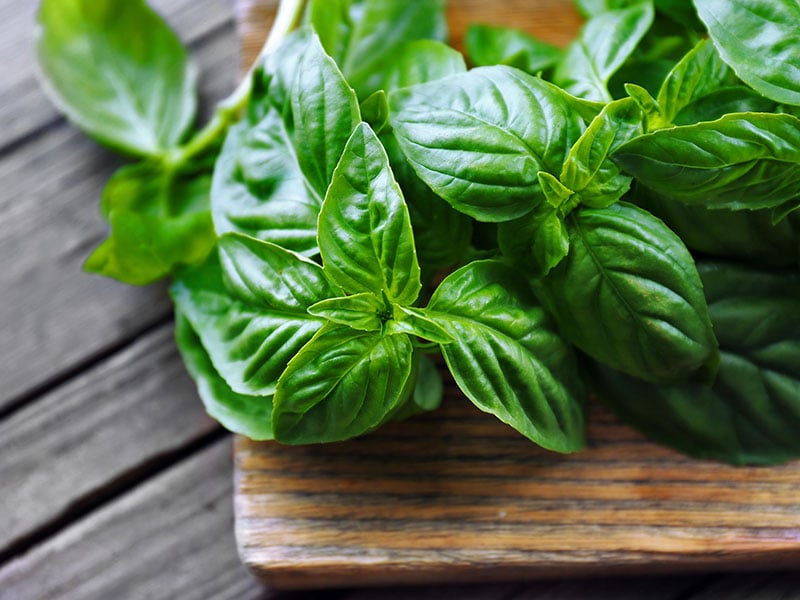 Chew Raw Basil