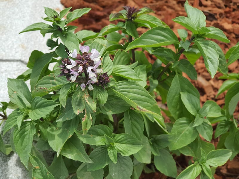 Cinnamon Basil Plant