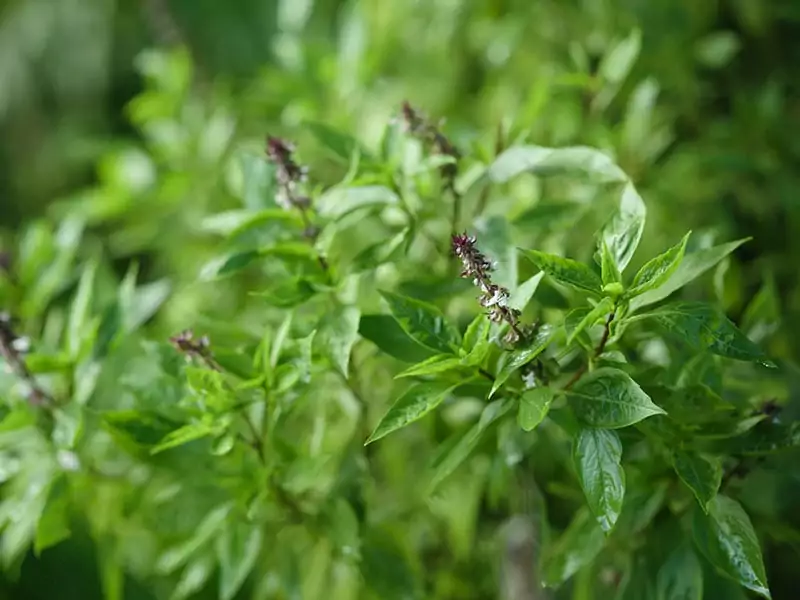 Cinnamon Basil