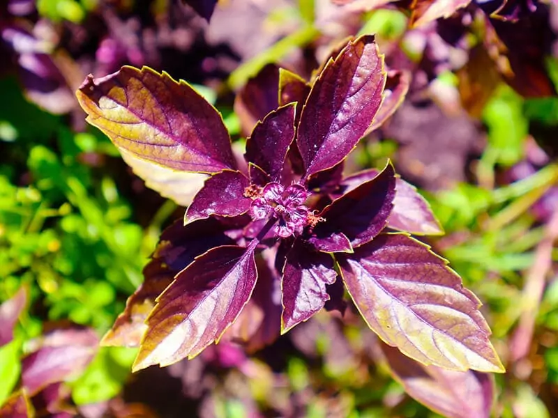 Dark Opal Basil