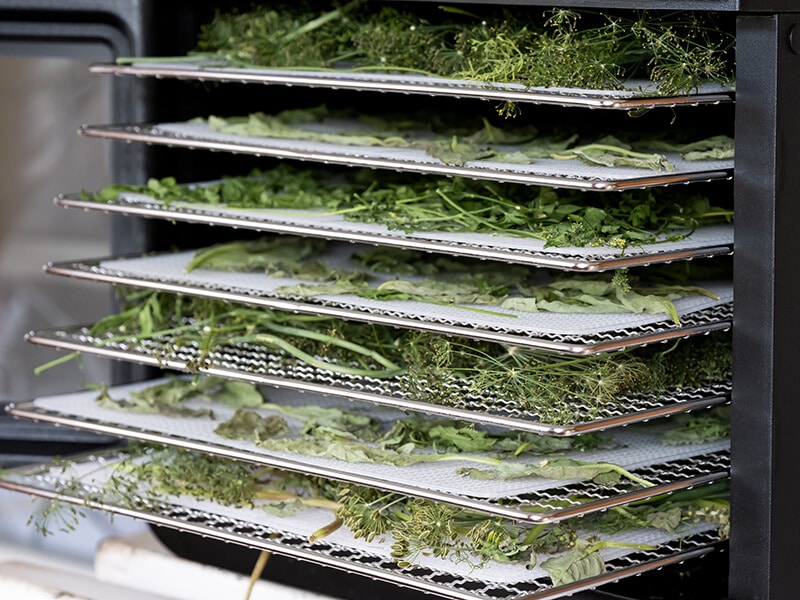 Drying Herbs In Dehydrator