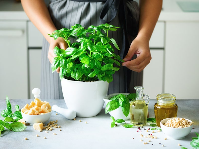 Enjoy Fresh Basil