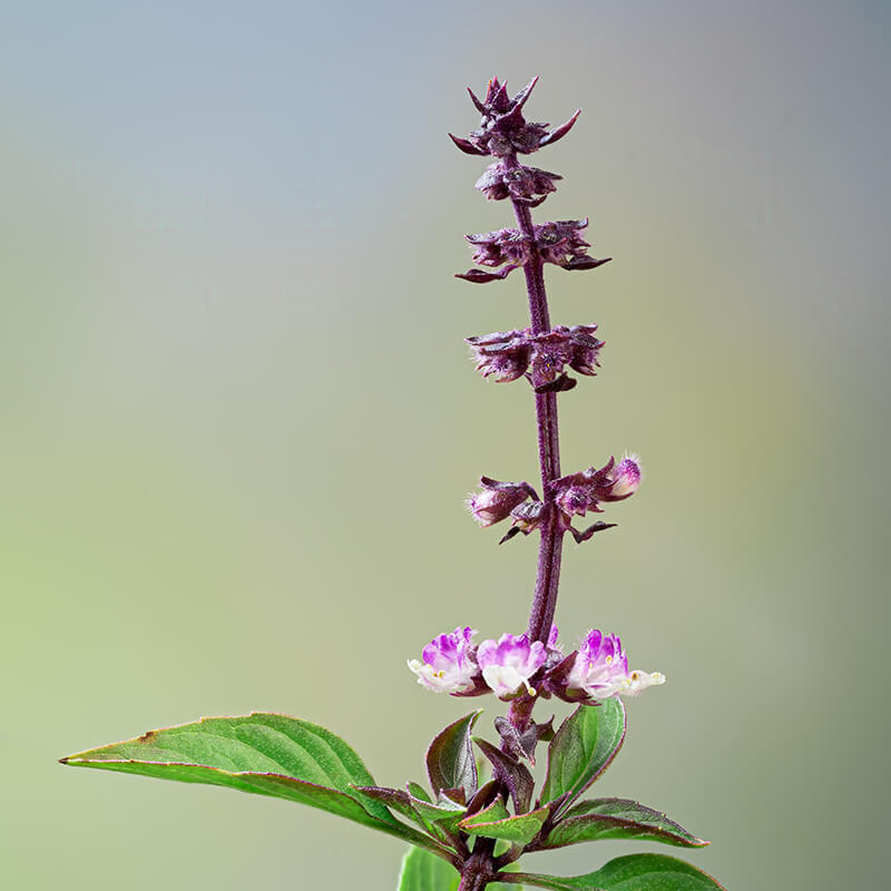 Flowers Thai Basil