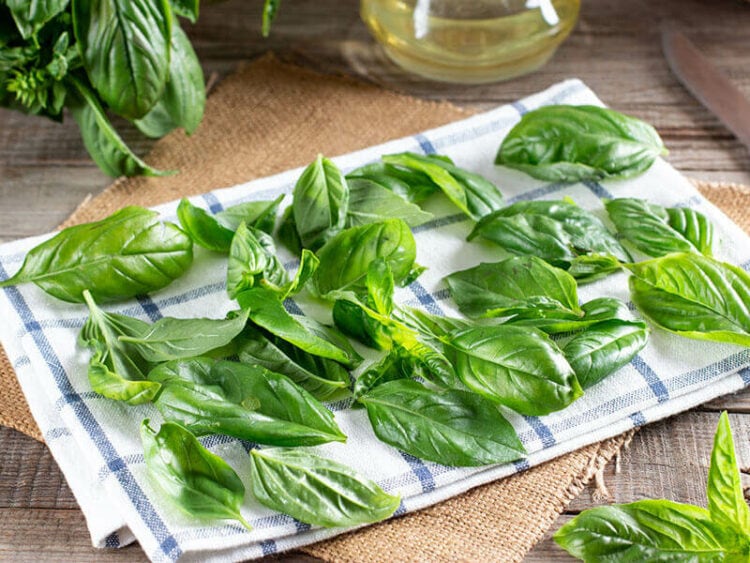 What To Do With Excess Basil Tips & Tricks 2024