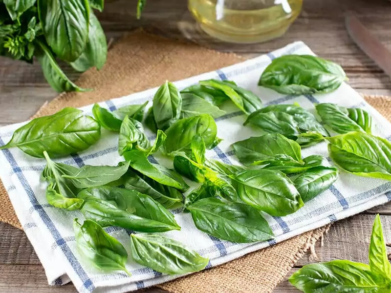 Fresh Basil Leaves