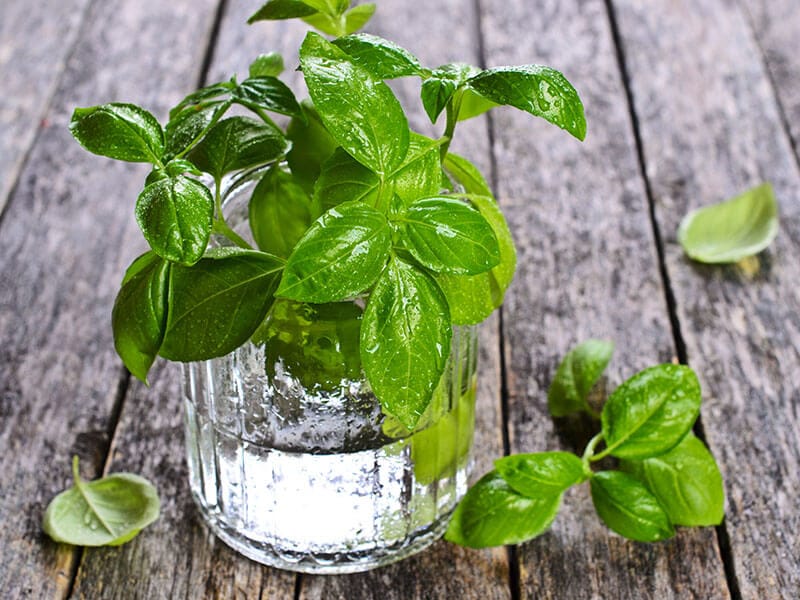 Fresh Basil Water Drops Glass