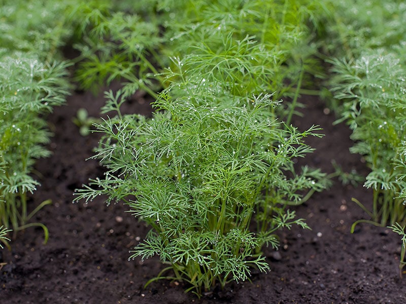 Fresh Dill Anethum