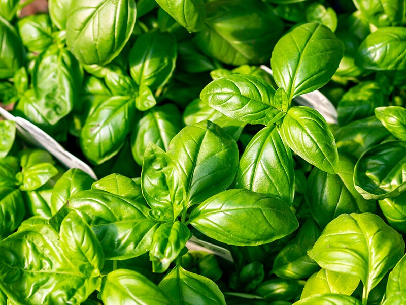 Genovese Basil