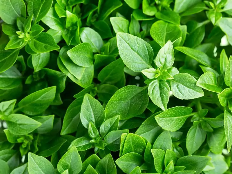 Greek Basil Plant