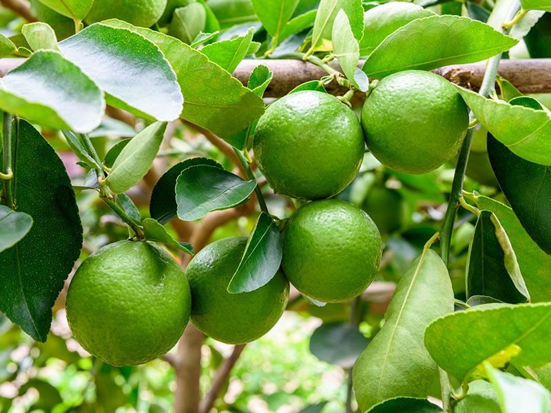 Green Limes On Tree Lime