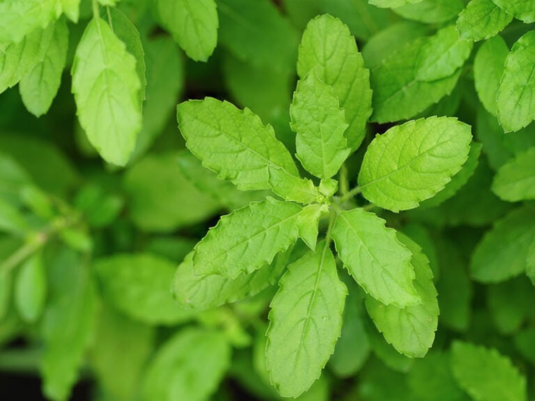 What Does Basil Taste Like? Basil 101