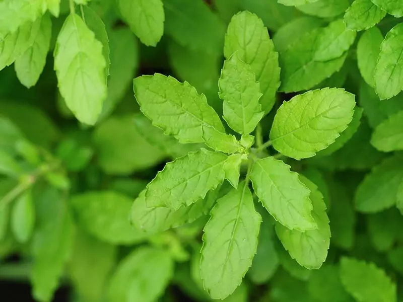 Holy Basil Plant