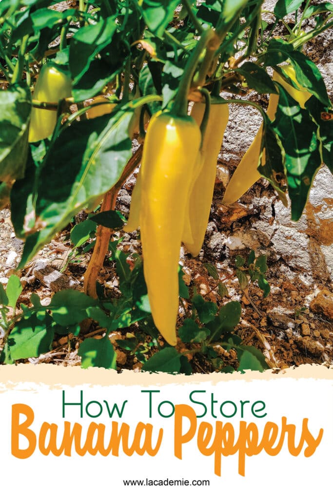How To Store Banana Peppers
