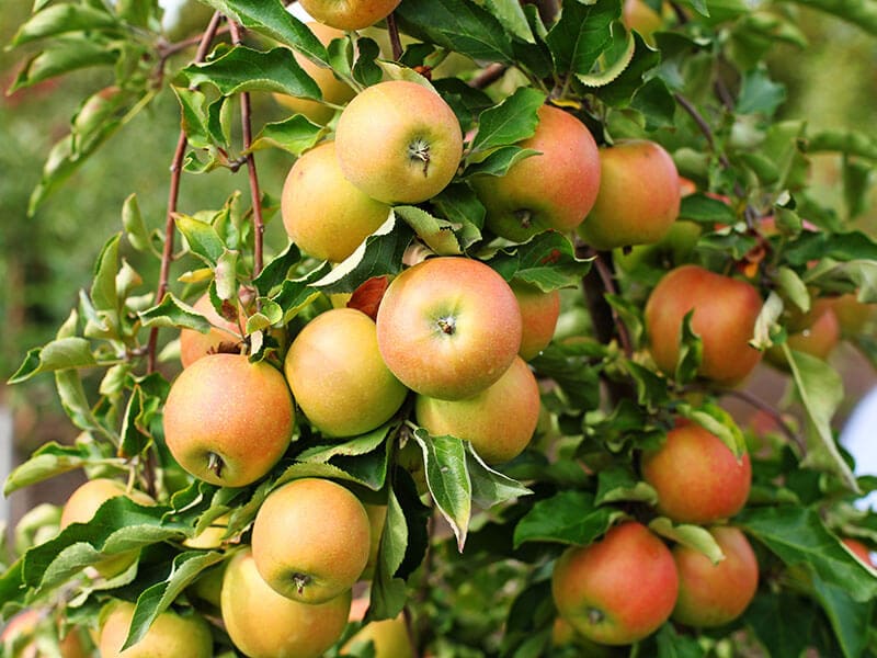 Jonagold Apples