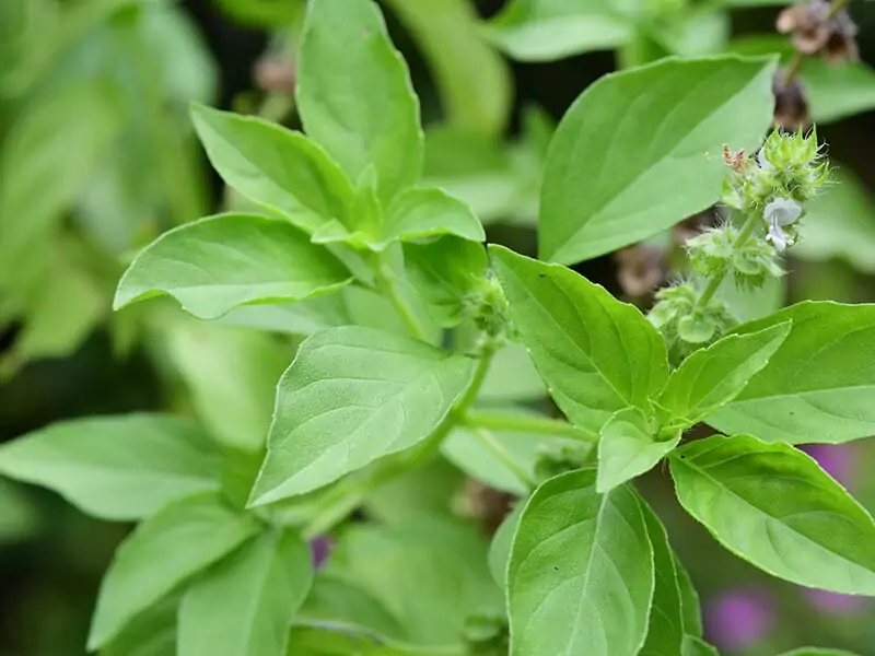 Lemon Basil Plant