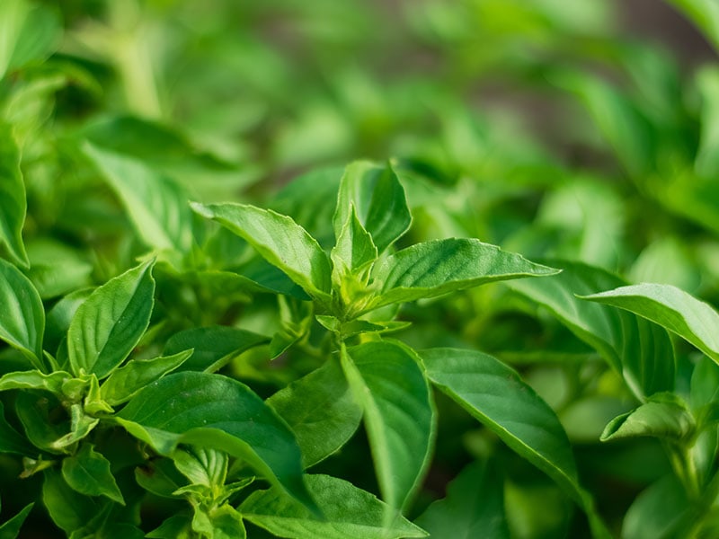 Lemon Basil