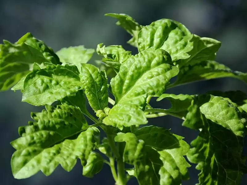 Lettuce Leaf Basil