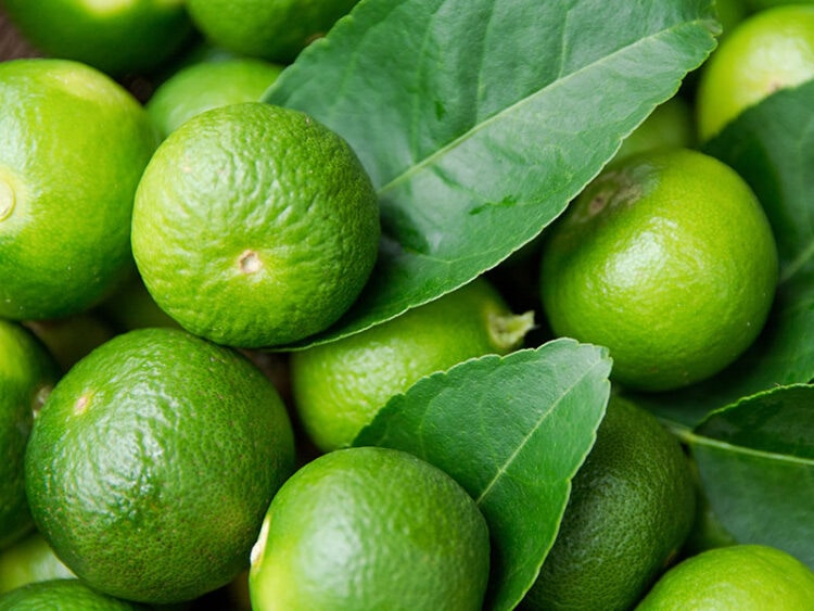 Key Lime Juice vs. Lime Juice The Ultimate Comparison 2024