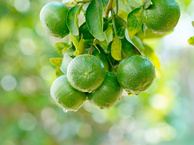 Lime Green Lemon Water Drop