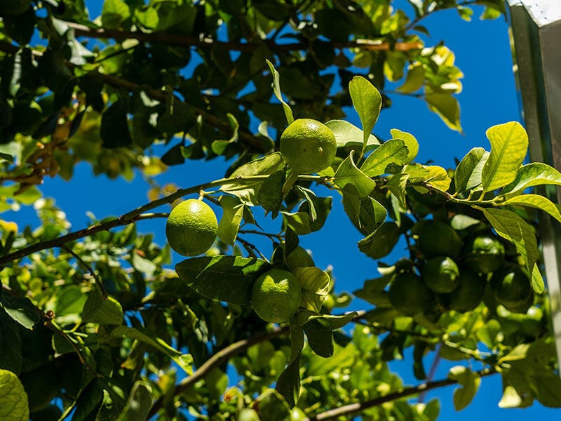 Limes Fruit On Tree
