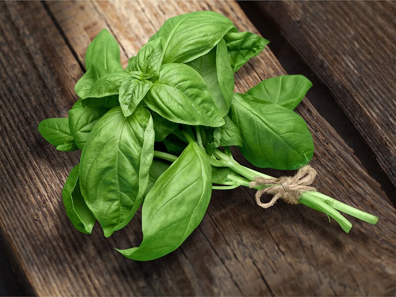 Ocimum Basilicum Basil