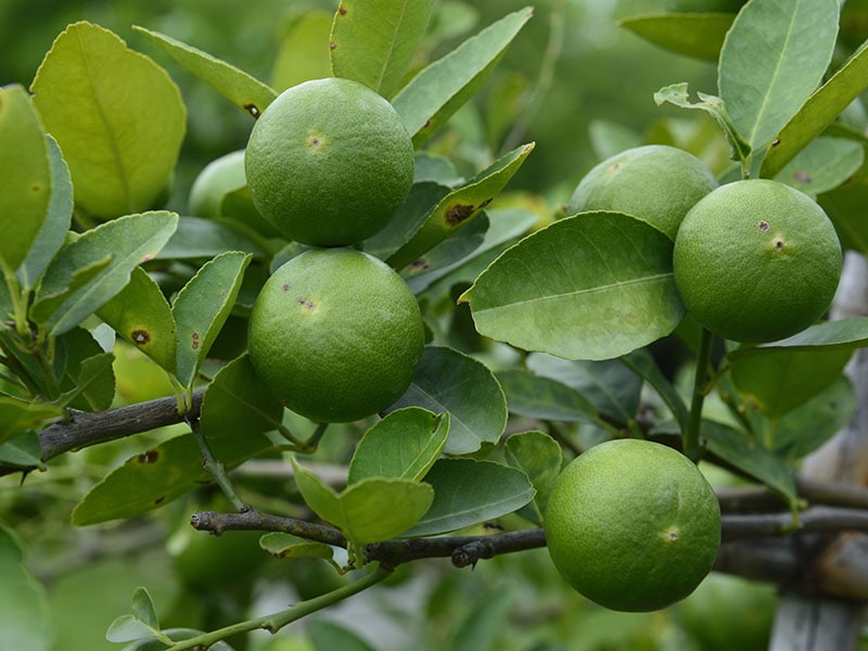 Organic Lime Farm