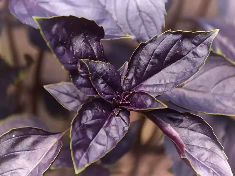 Osmin Purple Basil