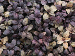 What Does Basil Taste Like? An In-depth Answer