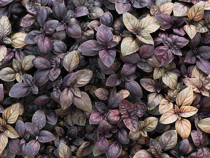 Purple Basil