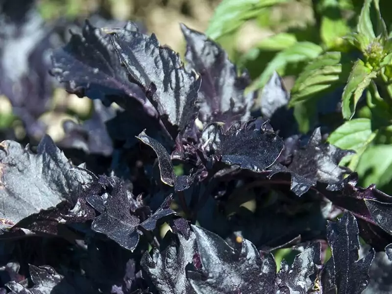 Purple Ruffles Basil