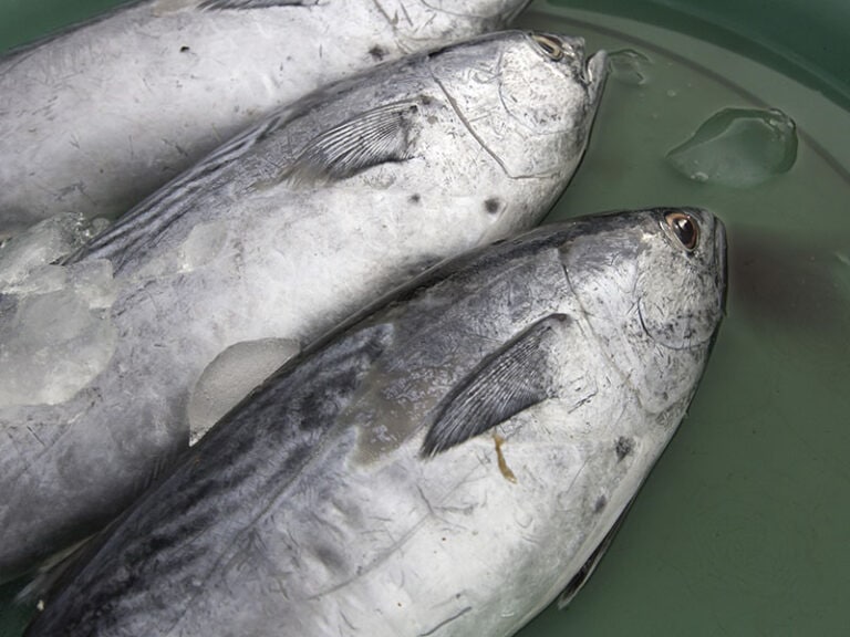 Raw Fishes Prepared Sell