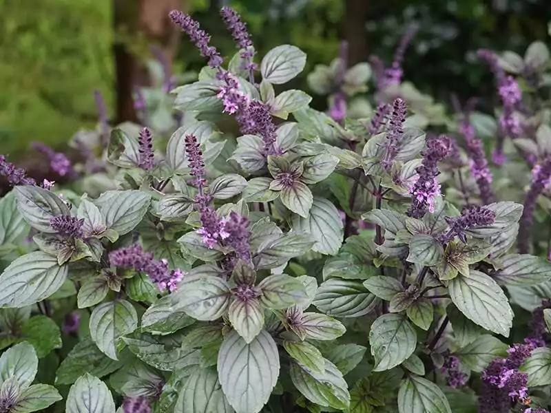 Red Rubin Basil