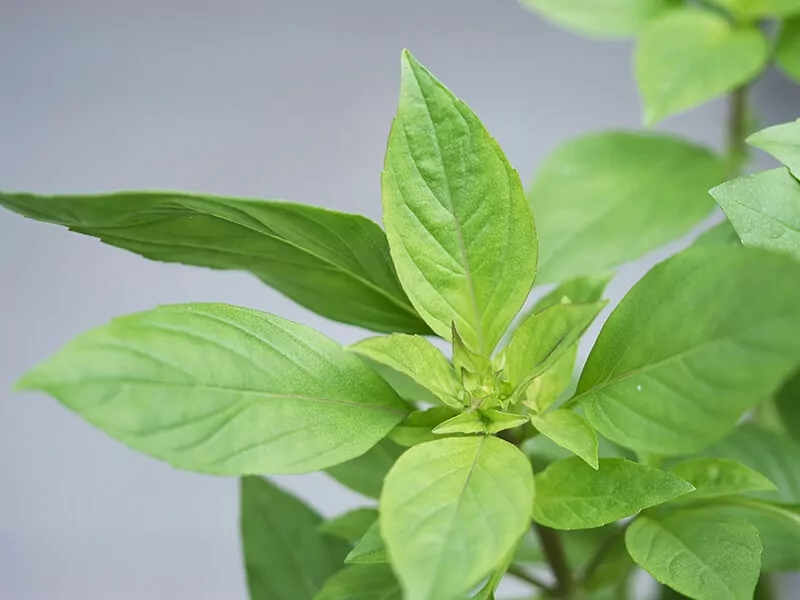 Siam Queen Basil