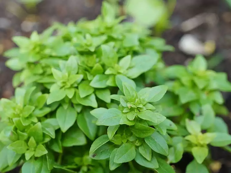 Spicy Globe Basil