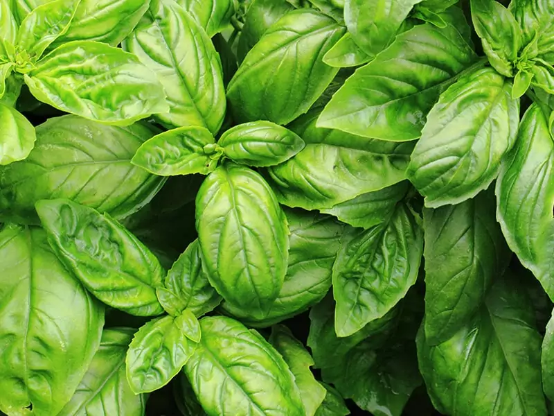 Sweet Basil