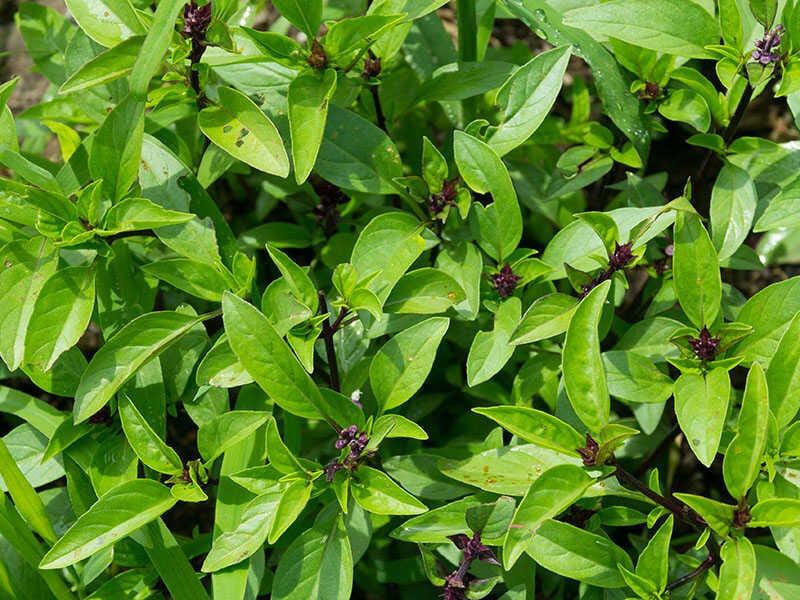 Thai Basil Type Native