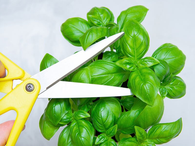 How To Store Fresh Basil with 5 Key Tips 2024